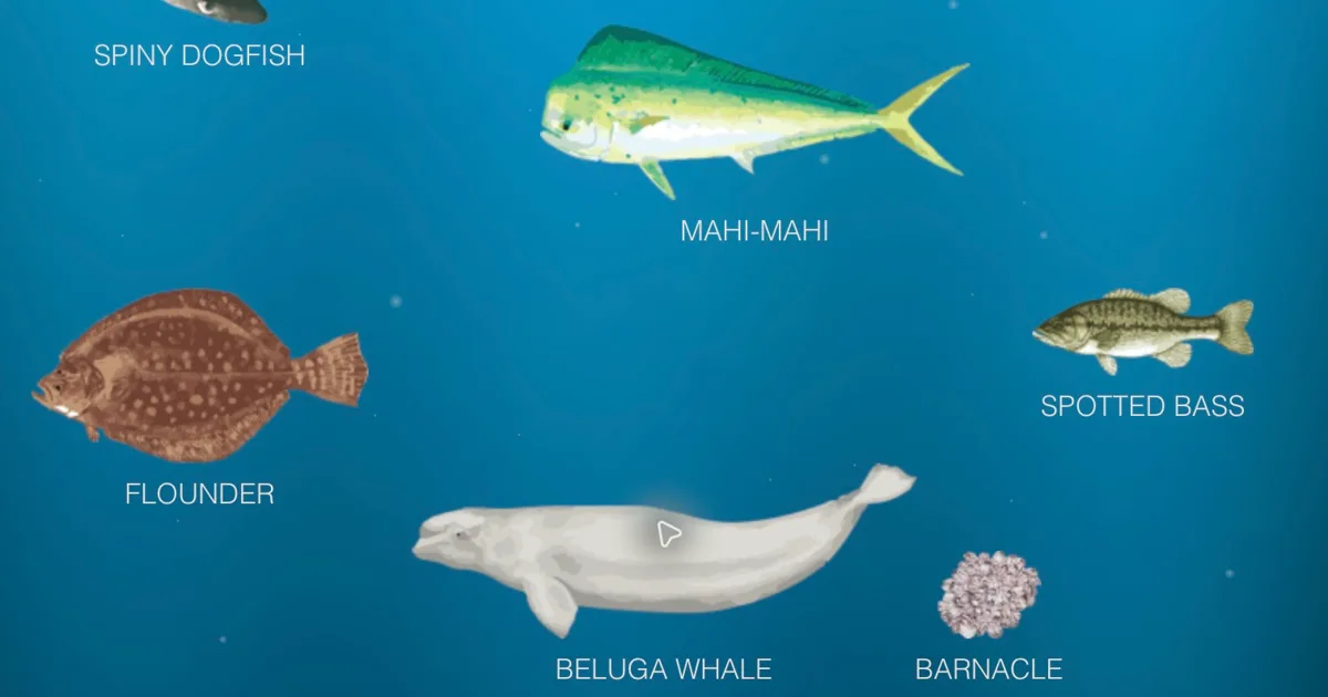 Recorded view of The Deep Sea website